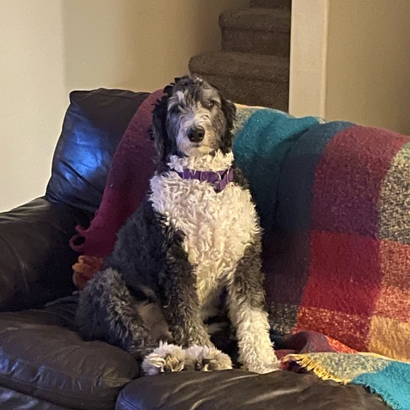 Meet your Posher, Ethan - Picture 1 of 1